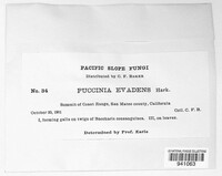 Puccinia evadens image